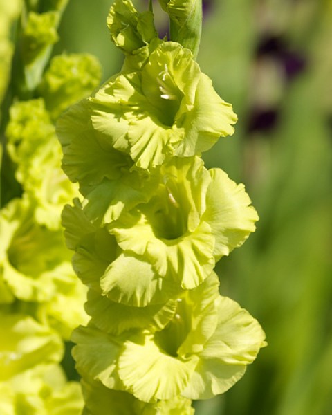 Gladiolus Green Star